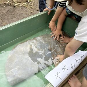 ジャンベの山羊皮を水戻ししている子どもたちの様子